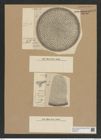 Coscinodiscus intermedius (Grun.) Rattr. (de-Toni-Nr.: Genus 202, Species 4966) Zeichnungen Sammlung Grunow Nr. 8563 (NHMW-BOT-W0378207)